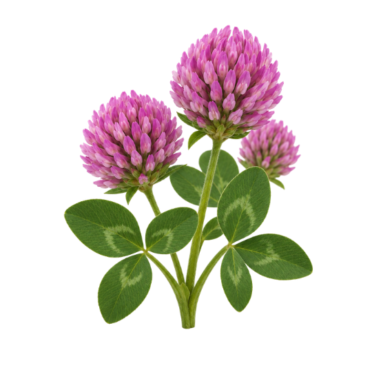 Red clover