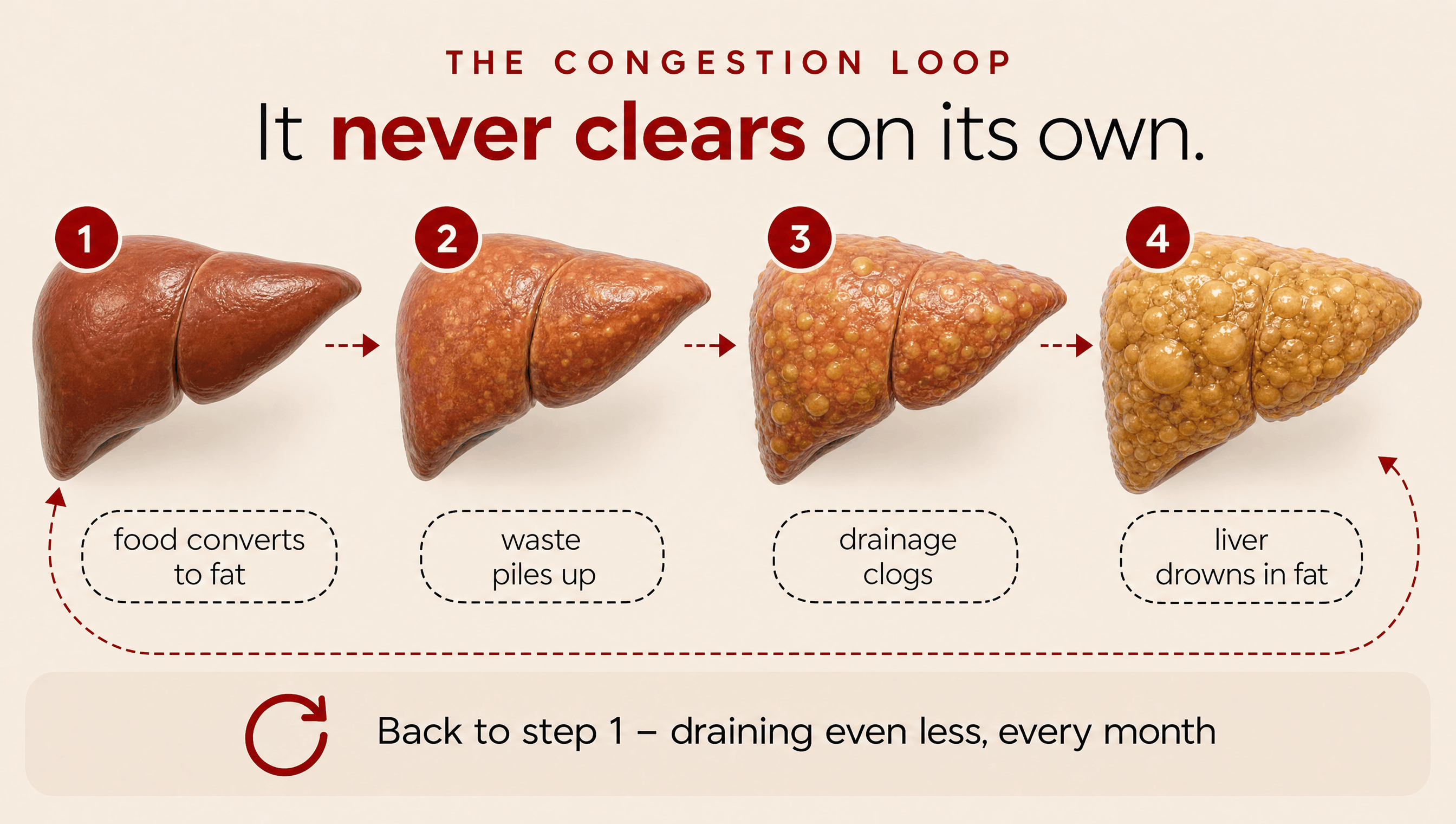The liver congestion loop and how it progresses